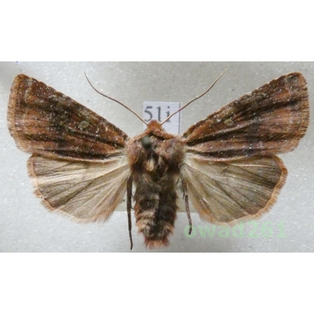 Cerastis leucographa (Denis & Schiffermüller, 1775) Czech51i